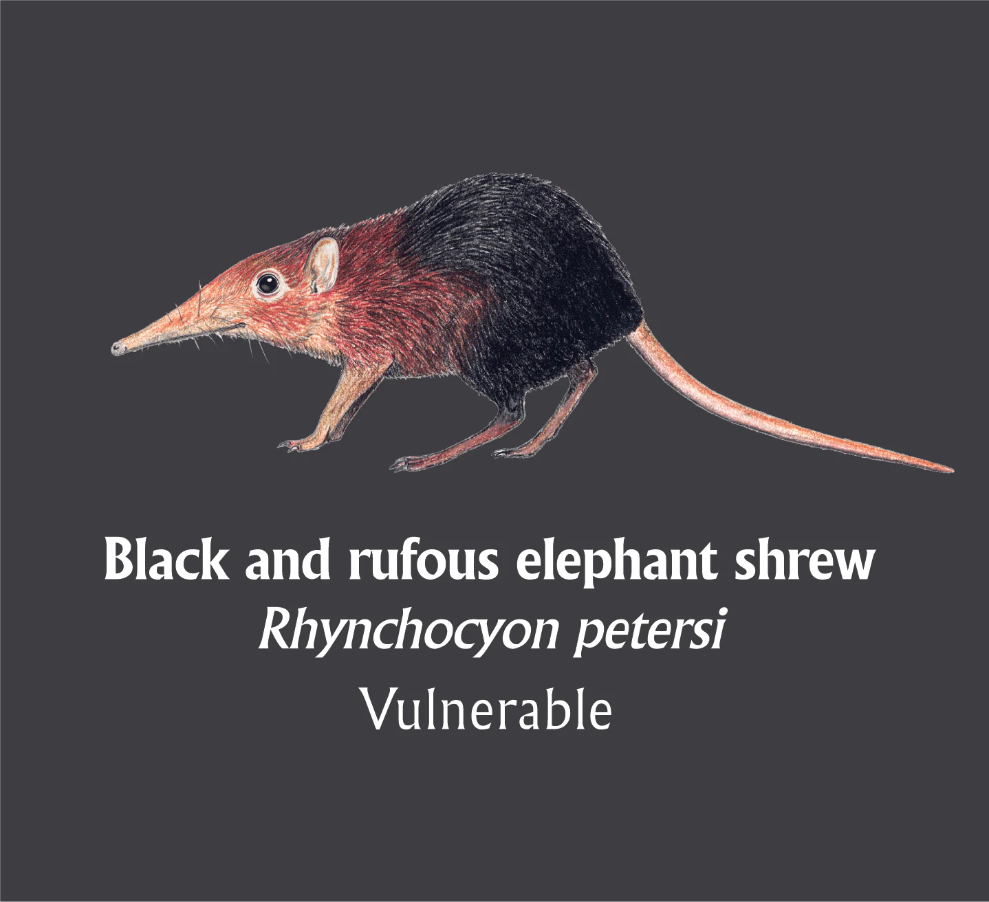 Black and rufous elephant shrew T-Shirt