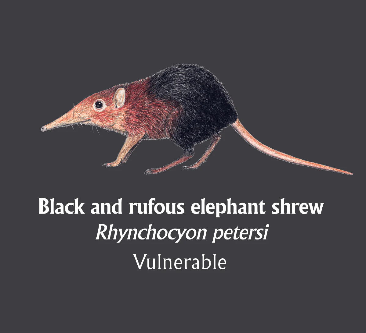 Black and rufous elephant shrew T-Shirt