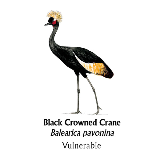 Black Crowned Crane T-Shirt