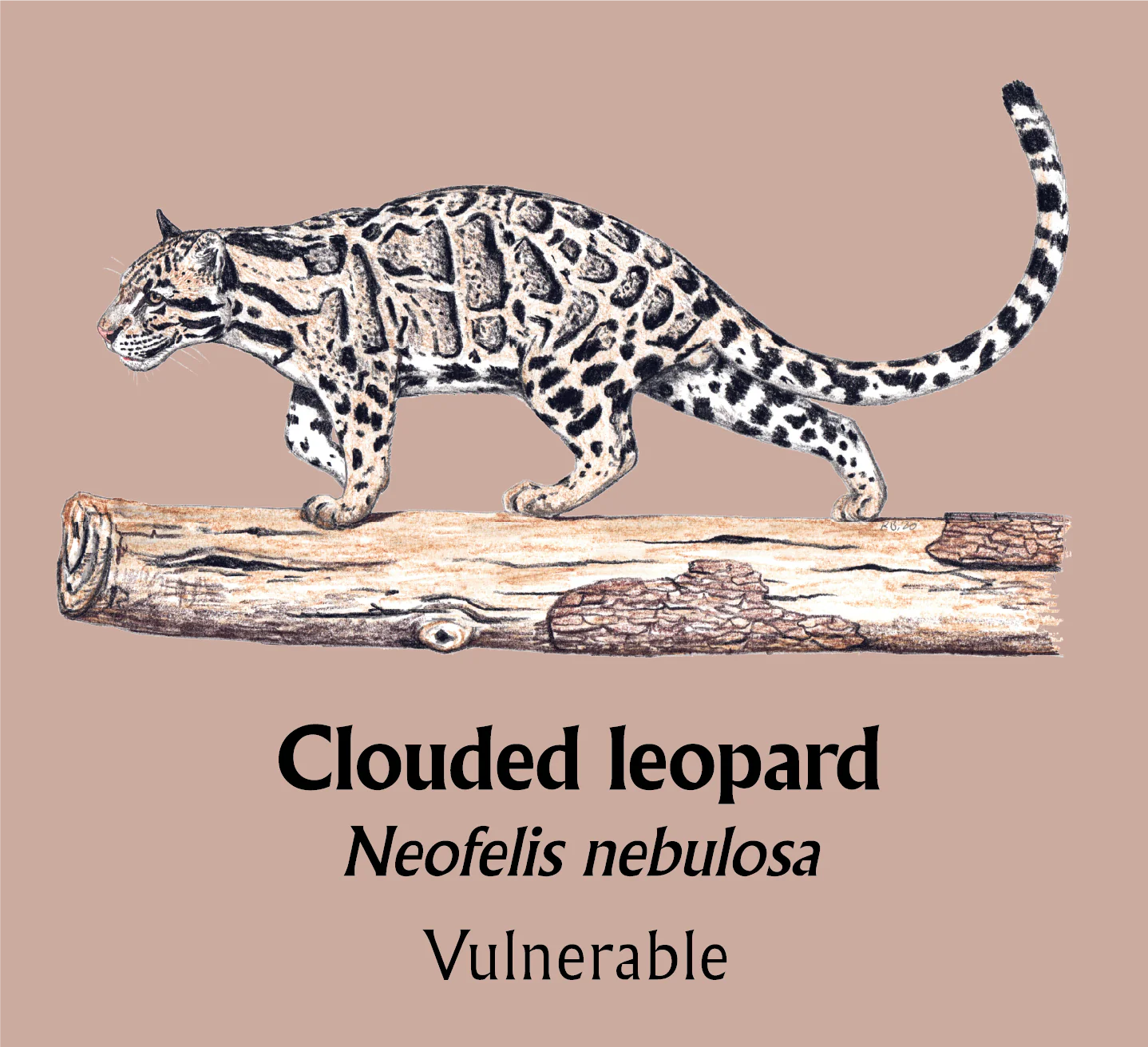 Clouded Leopard T-Shirt