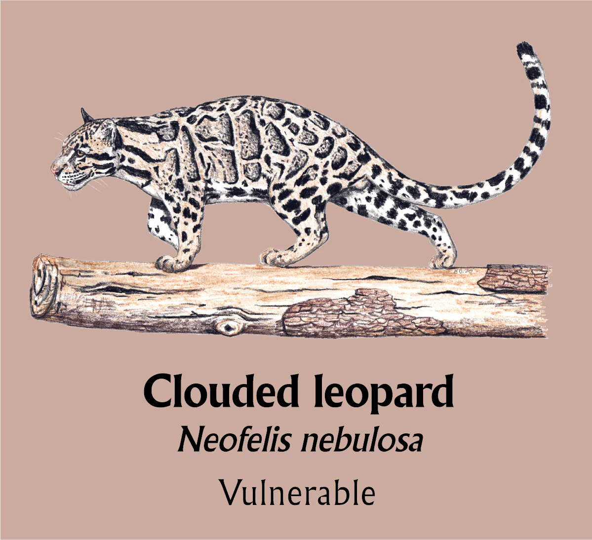 Clouded Leopard T-Shirt