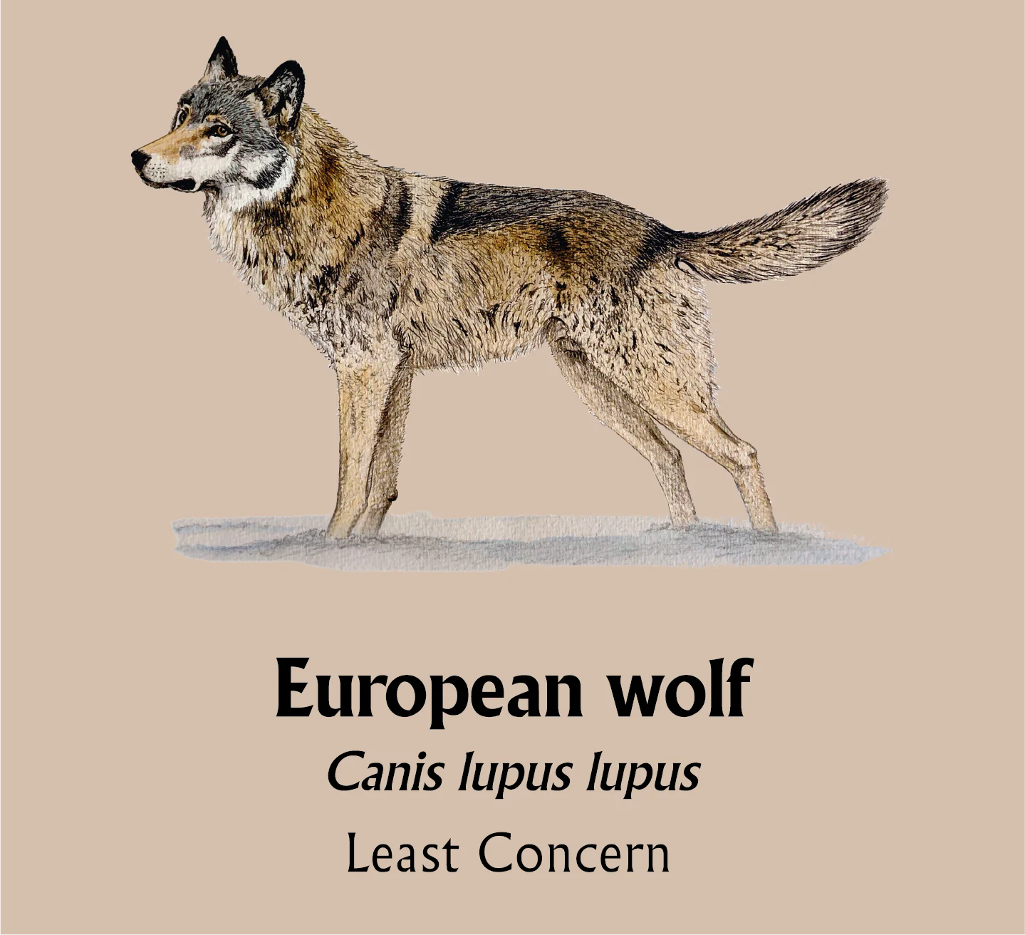 European Wolf T-Shirt