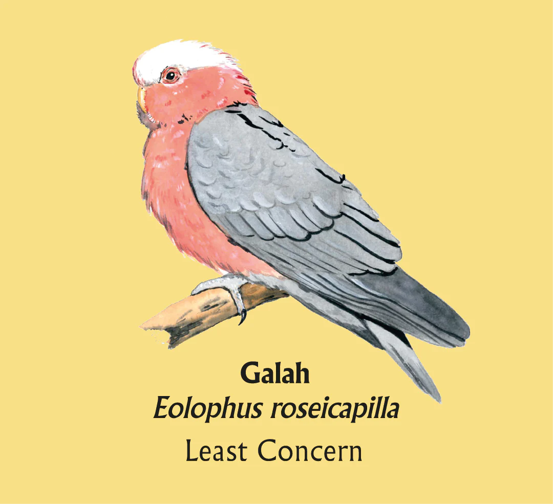 Galah T-Shirt