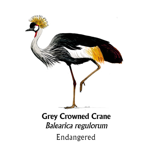 Grey Crowned Crane T-Shirt