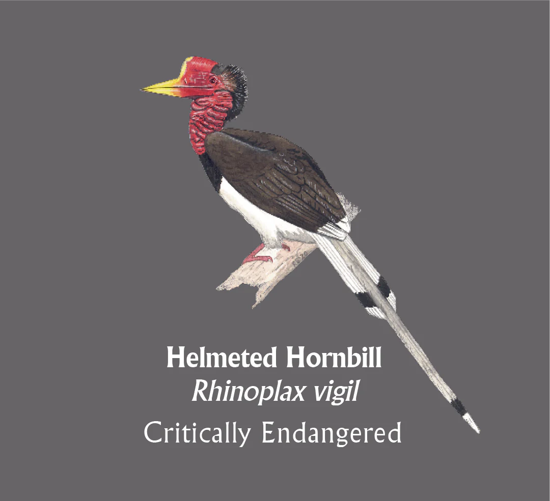 Helmeted Hornbill T-Shirt