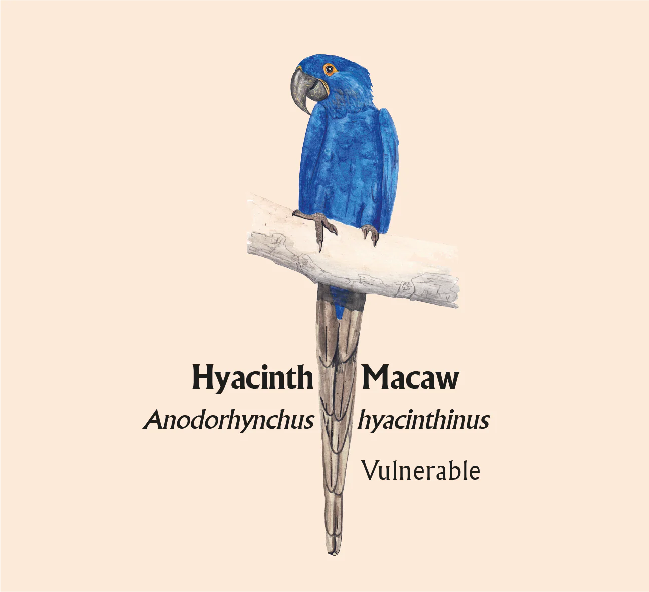 Hyacinth Macaw T-Shirt