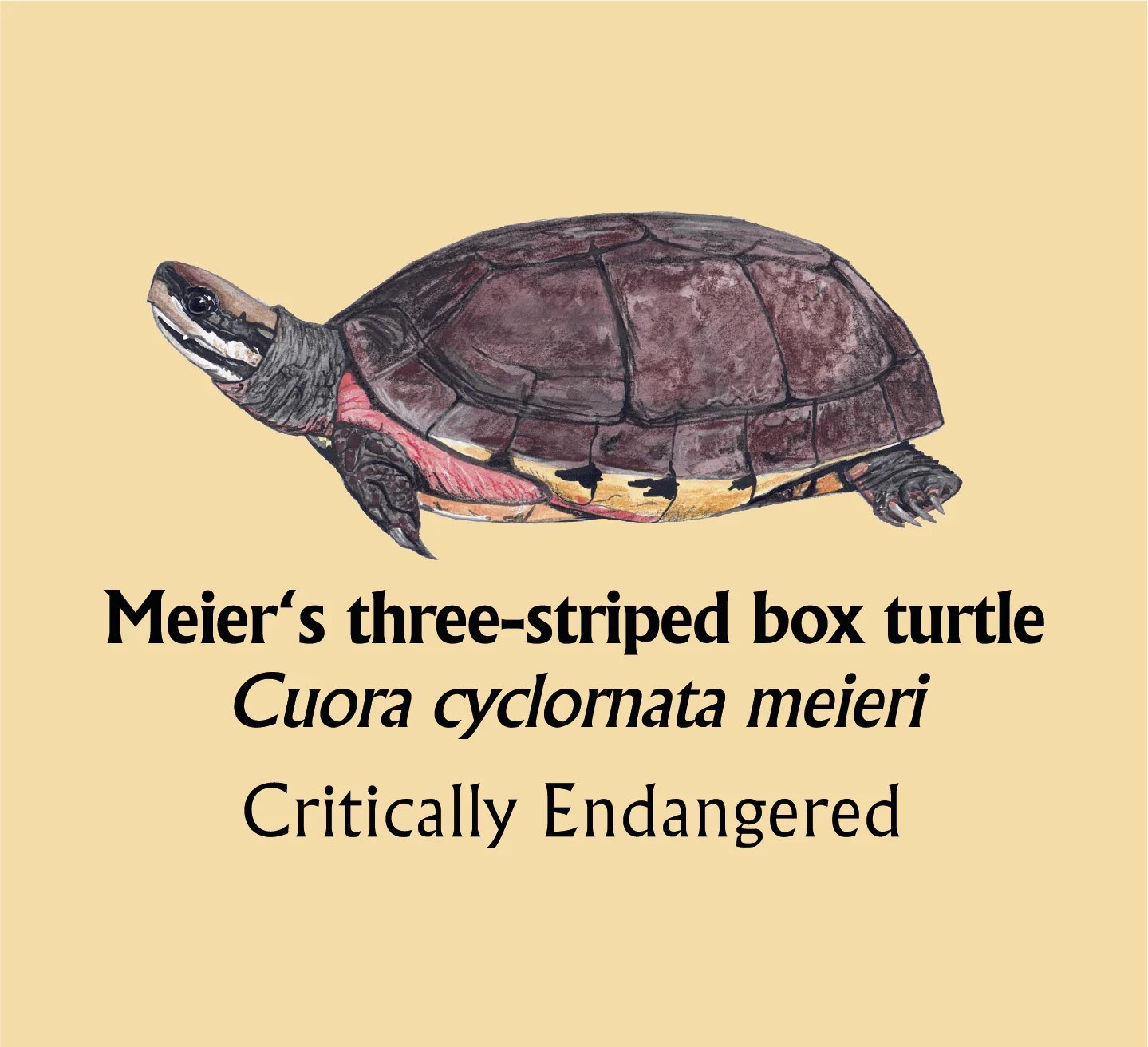 Meier's three-striped box turtle T-Shirt