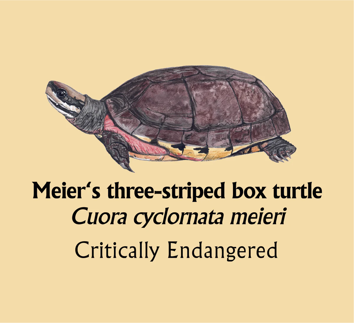 Meier's three-striped box turtle T-Shirt
