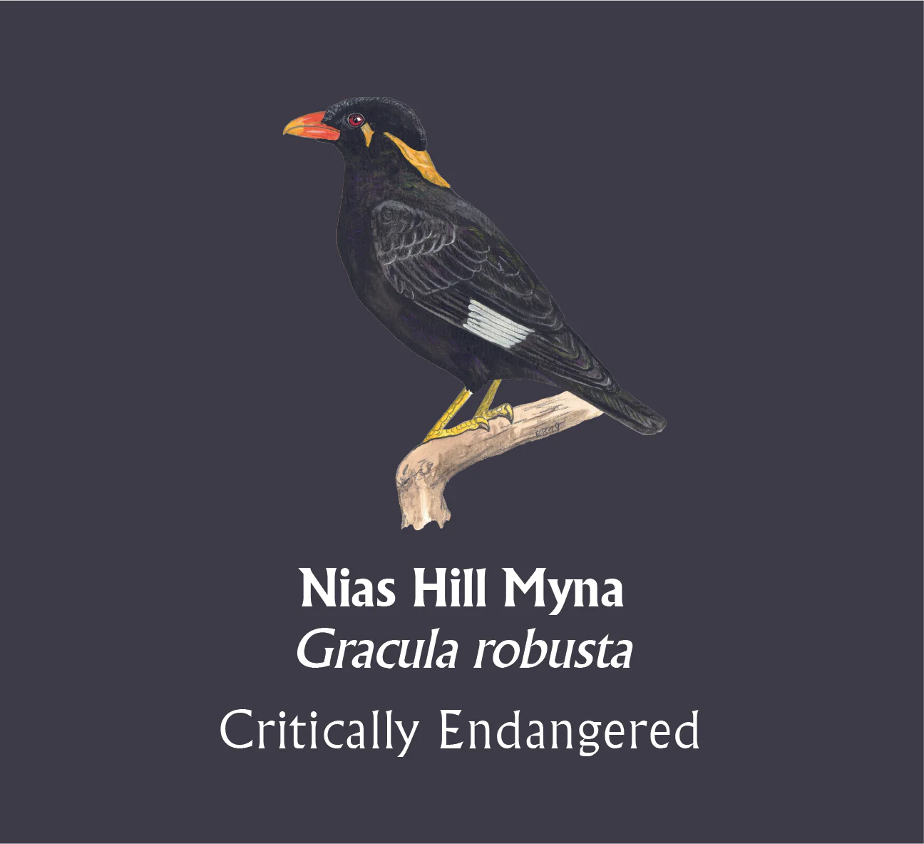 Nias Hill Myna