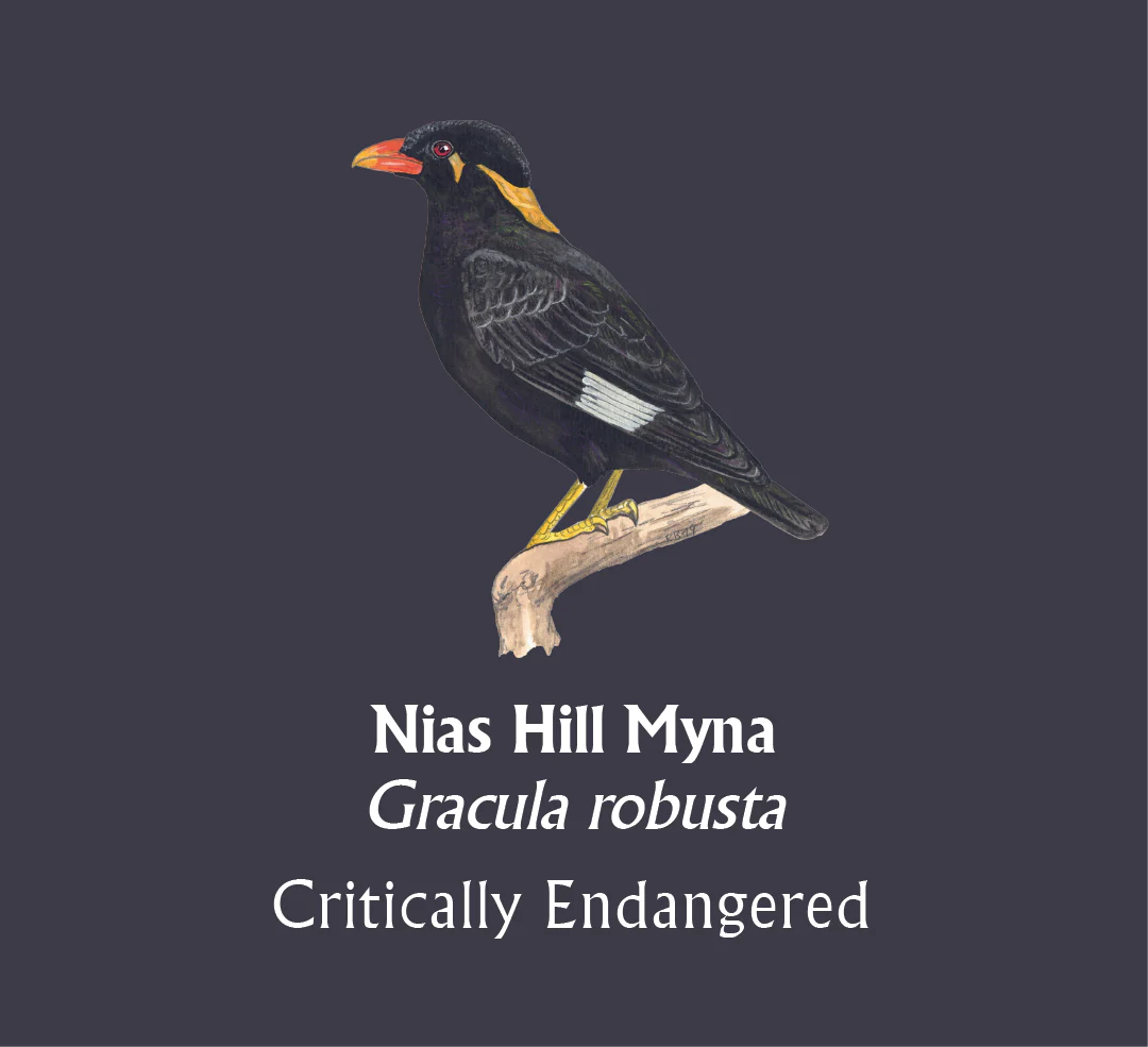 Nias Hill Myna