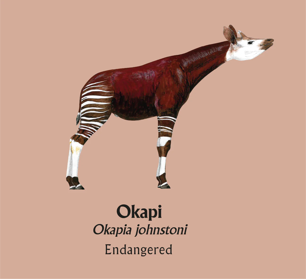 Okapi T-Shirt