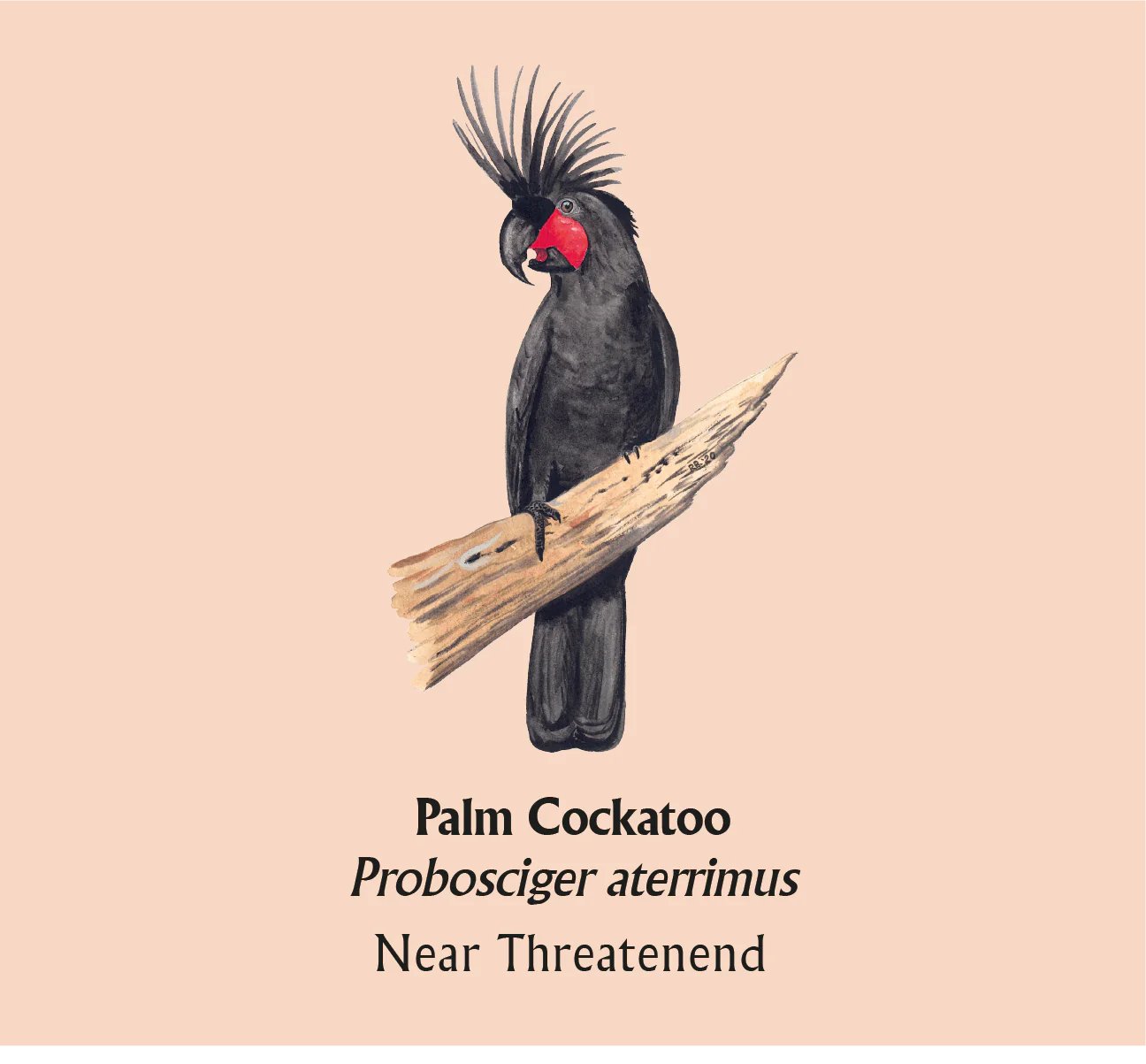 Palm Cockatoo T-Shirt