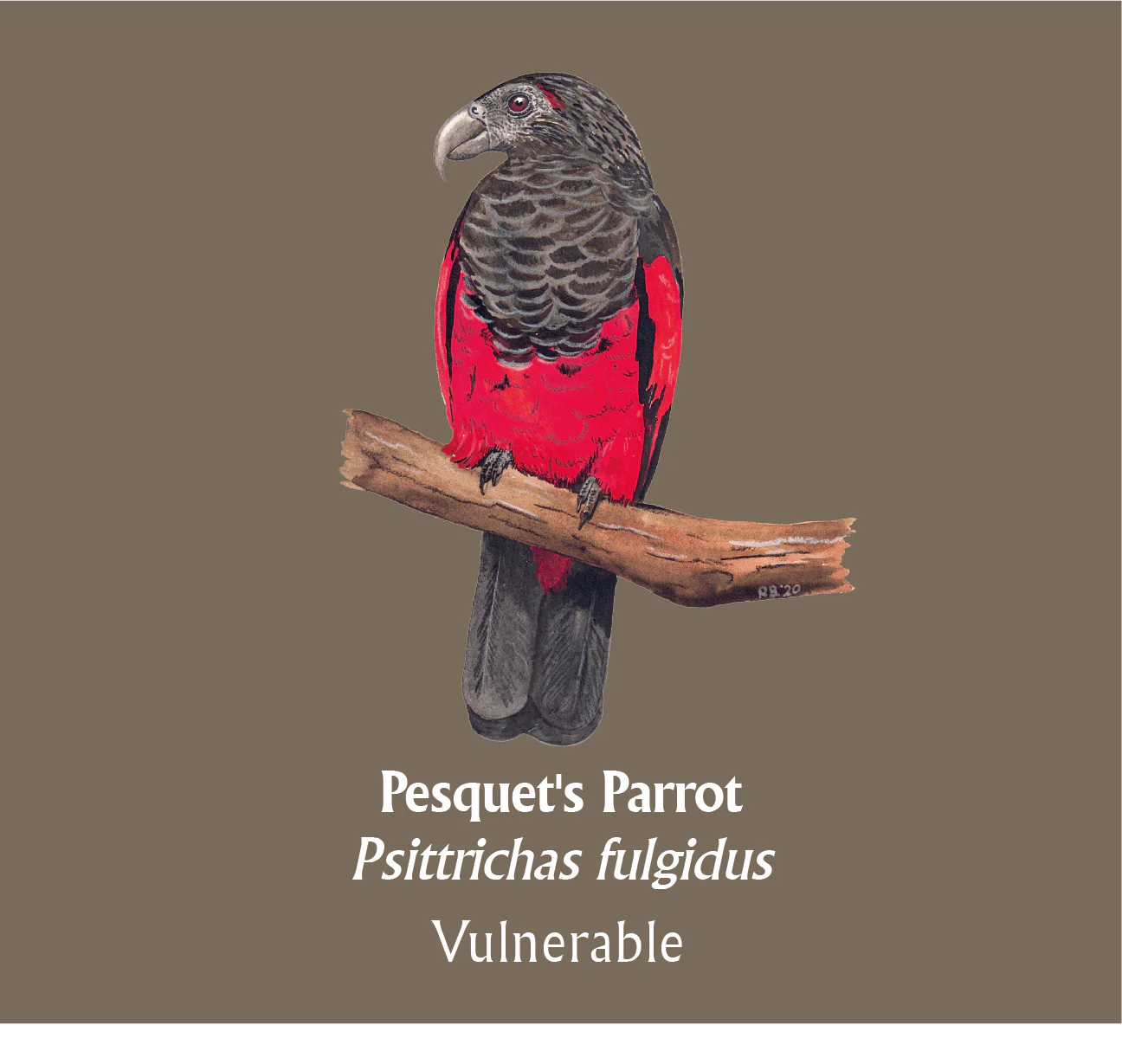 Pesquet's Parrot T-Shirt