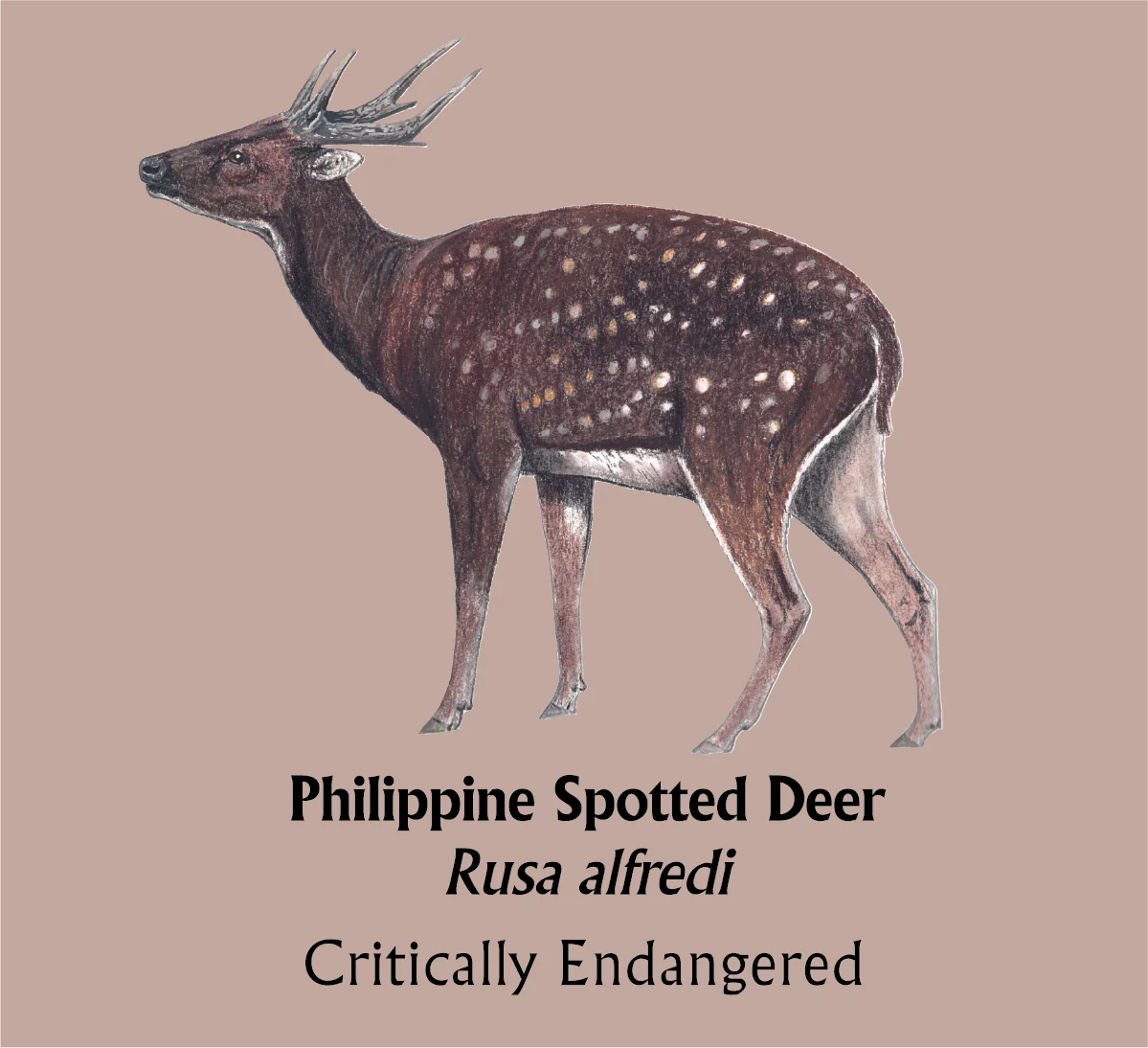 Philippine Spotted Deer T-Shirt