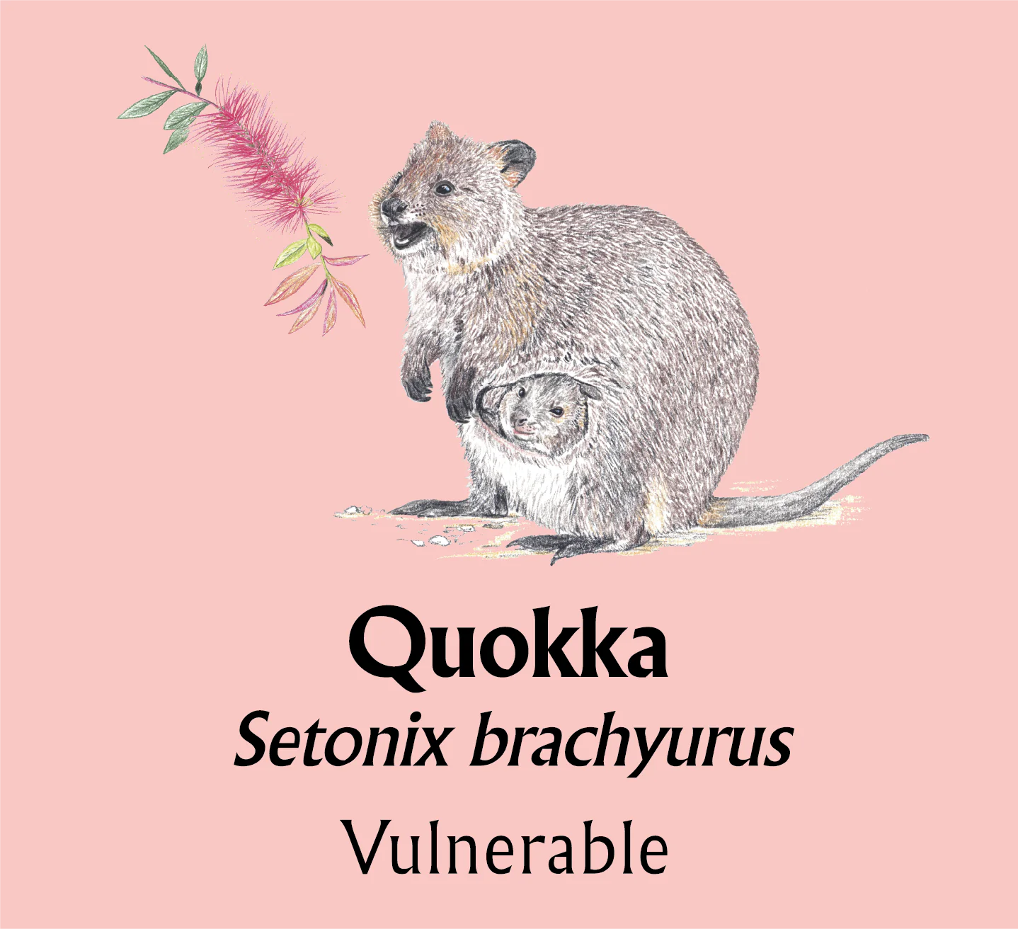 Quokka T-Shirt