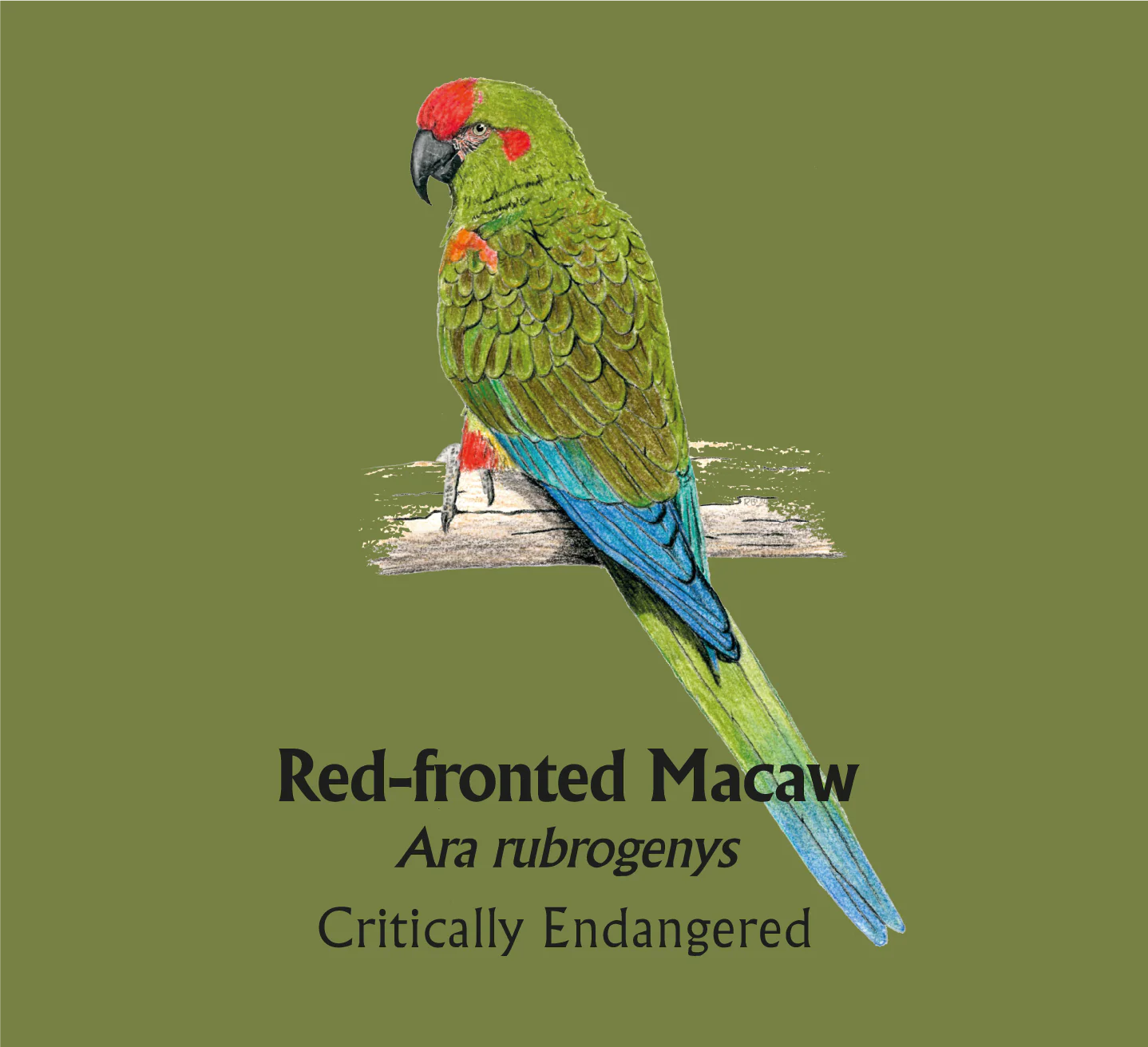 Red-fronted Macaw T-Shirt