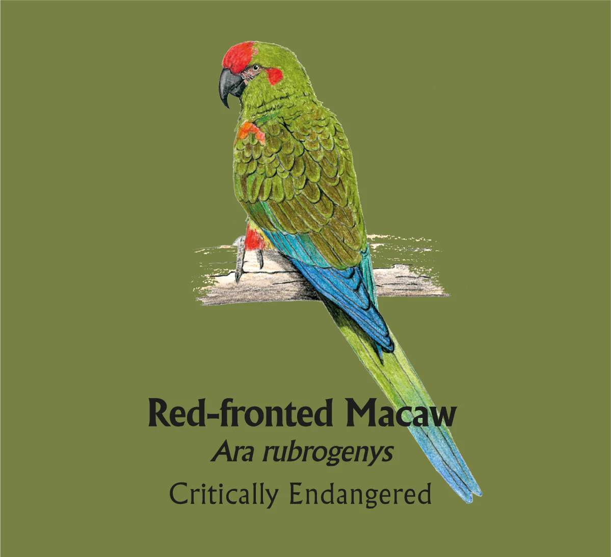 Red-fronted Macaw T-Shirt