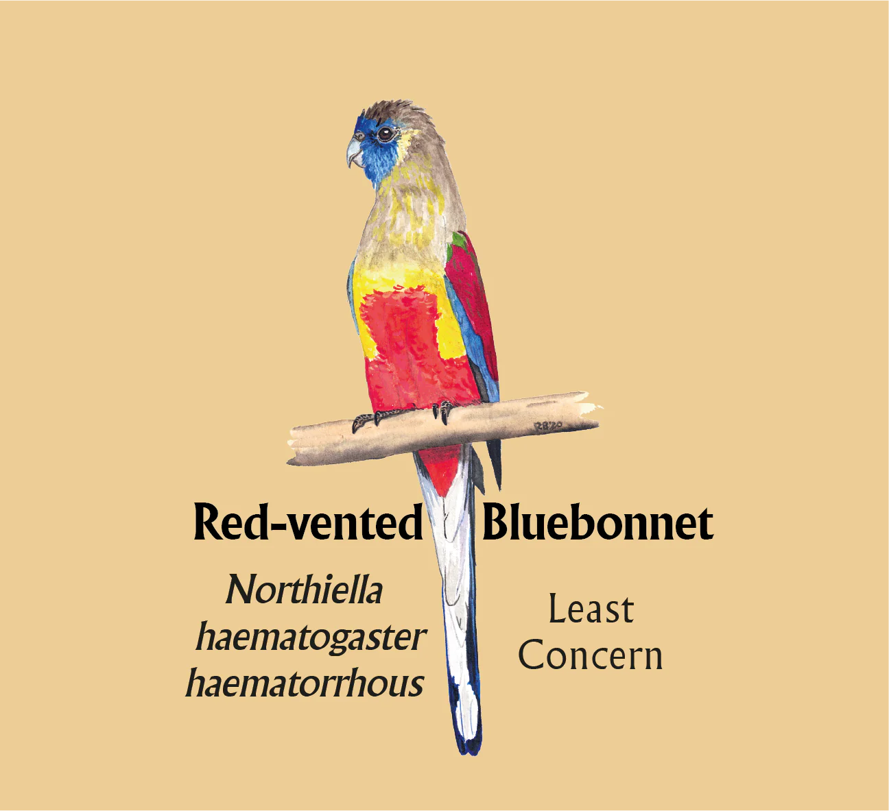 Red-vented Bluebonnet T-Shirt