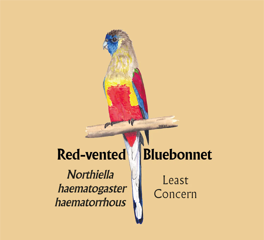 Red-vented Bluebonnet T-Shirt