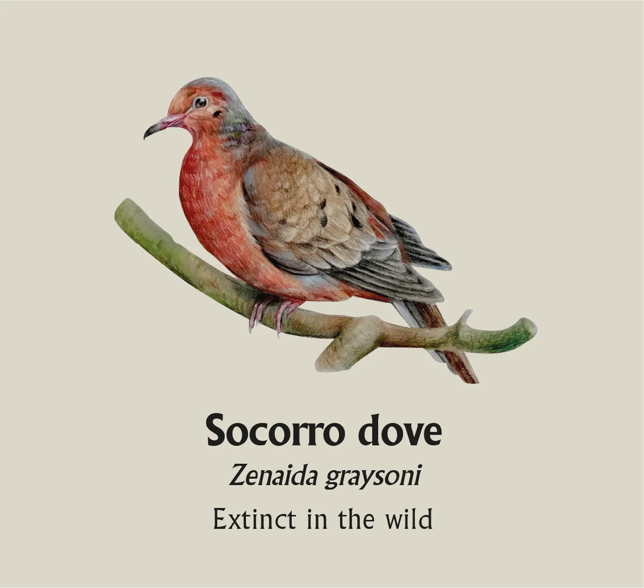 Socorro Dove T-Shirt