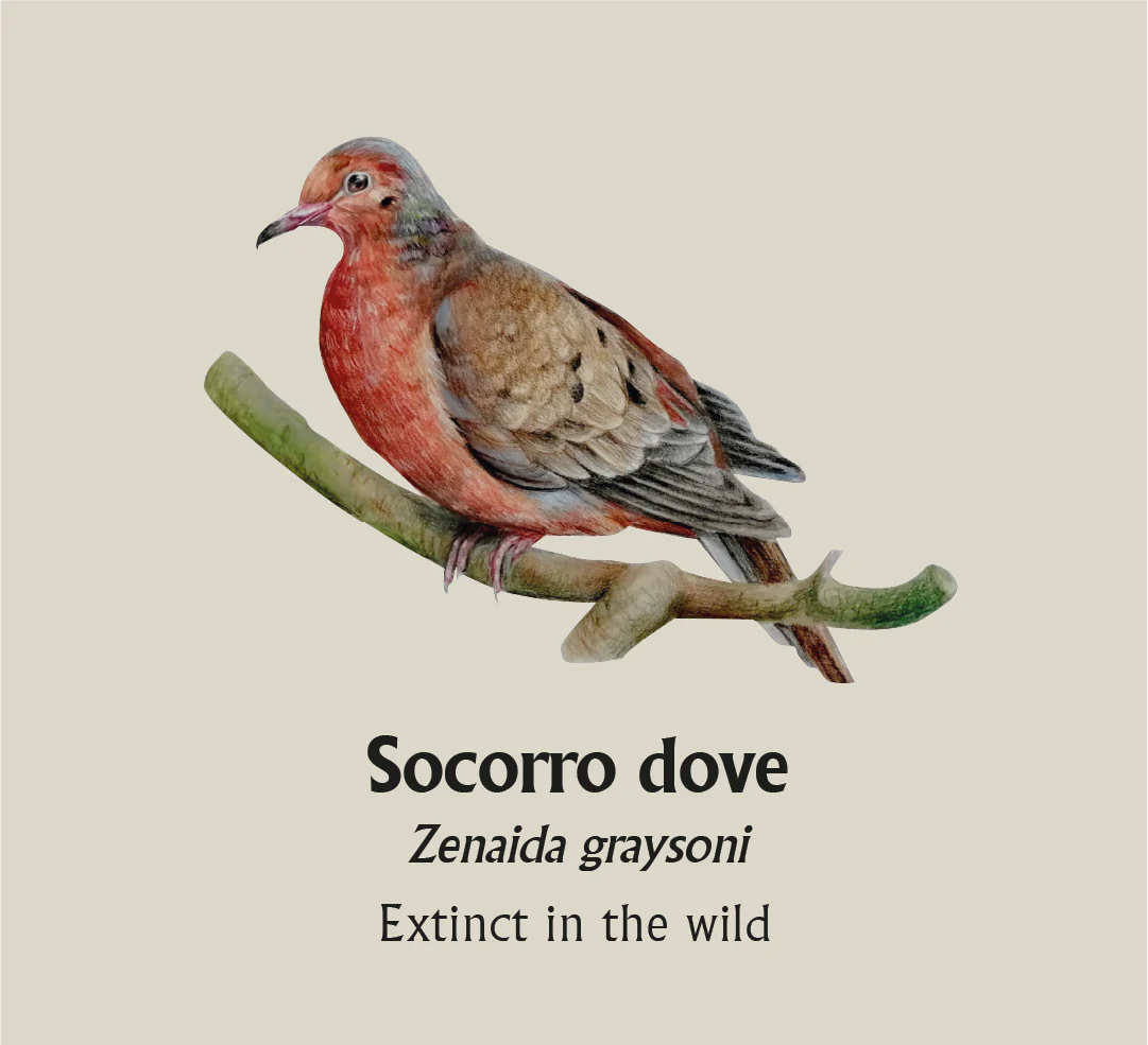 Socorro Dove T-Shirt