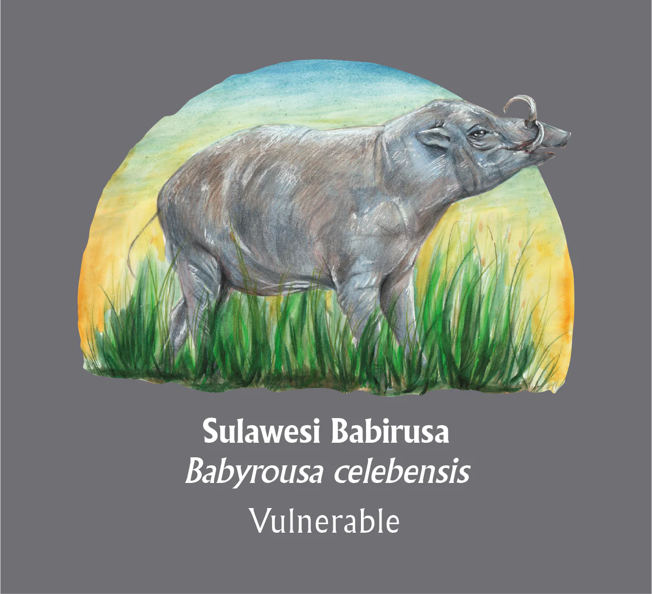 Sulawesi Babirusa