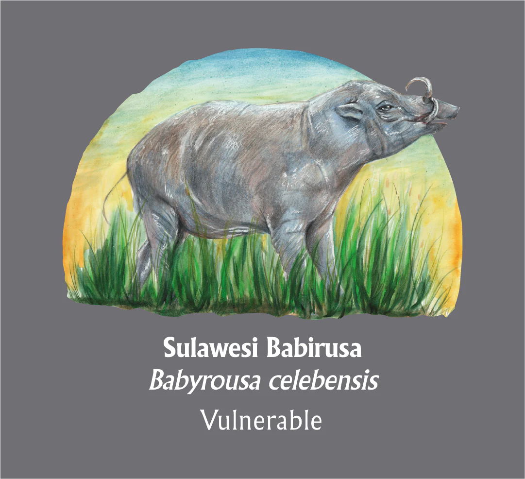 Sulawesi Babirusa
