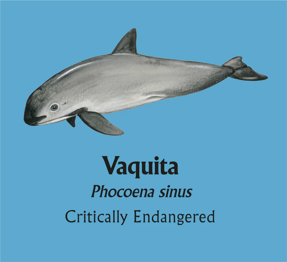 Vaquita T-Shirt