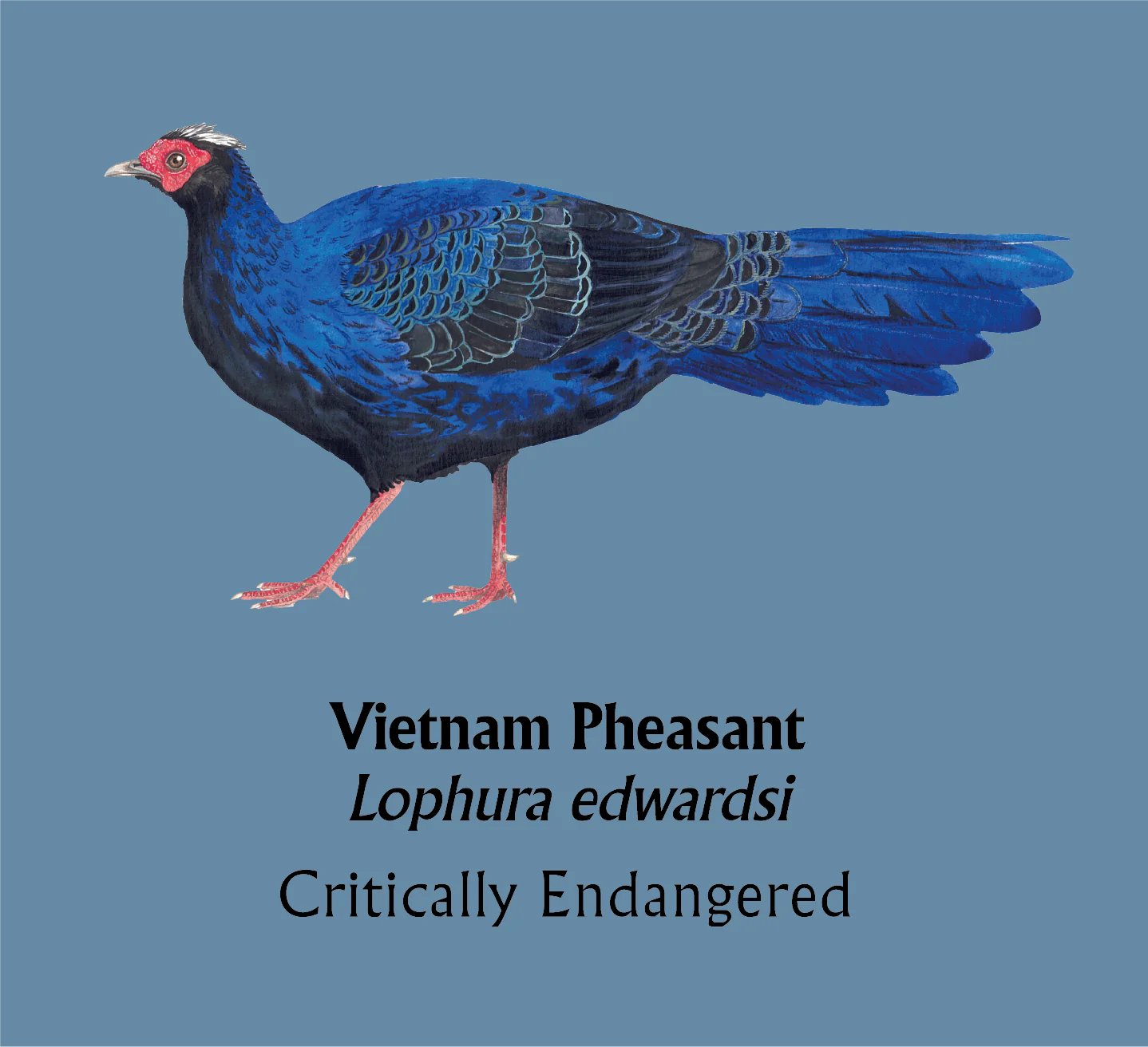 Vietnam Pheasant T-Shirt