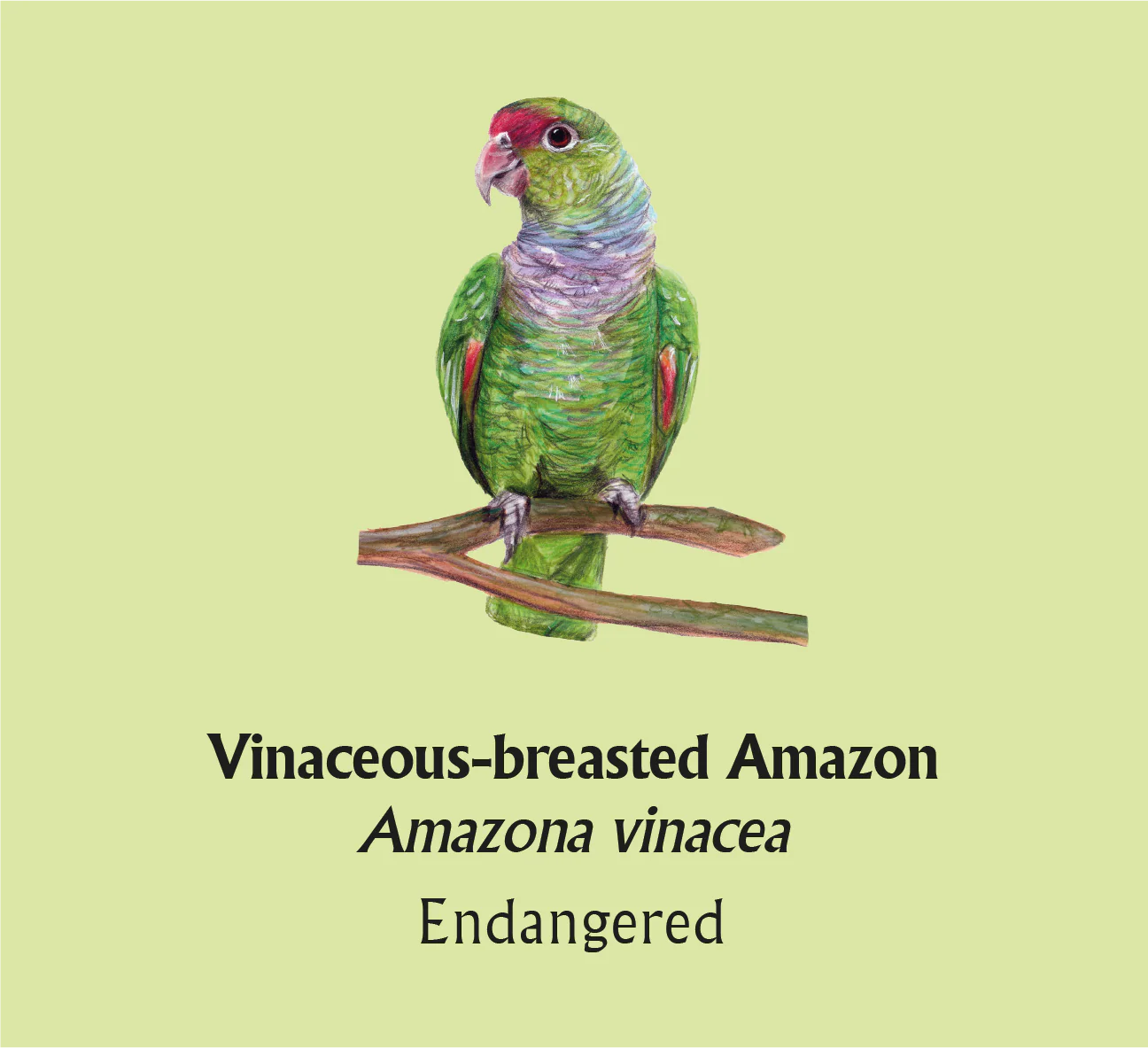 Vinaceous-breasted Amazon T-Shirt