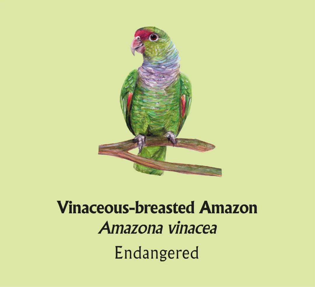 Vinaceous-breasted Amazon T-Shirt