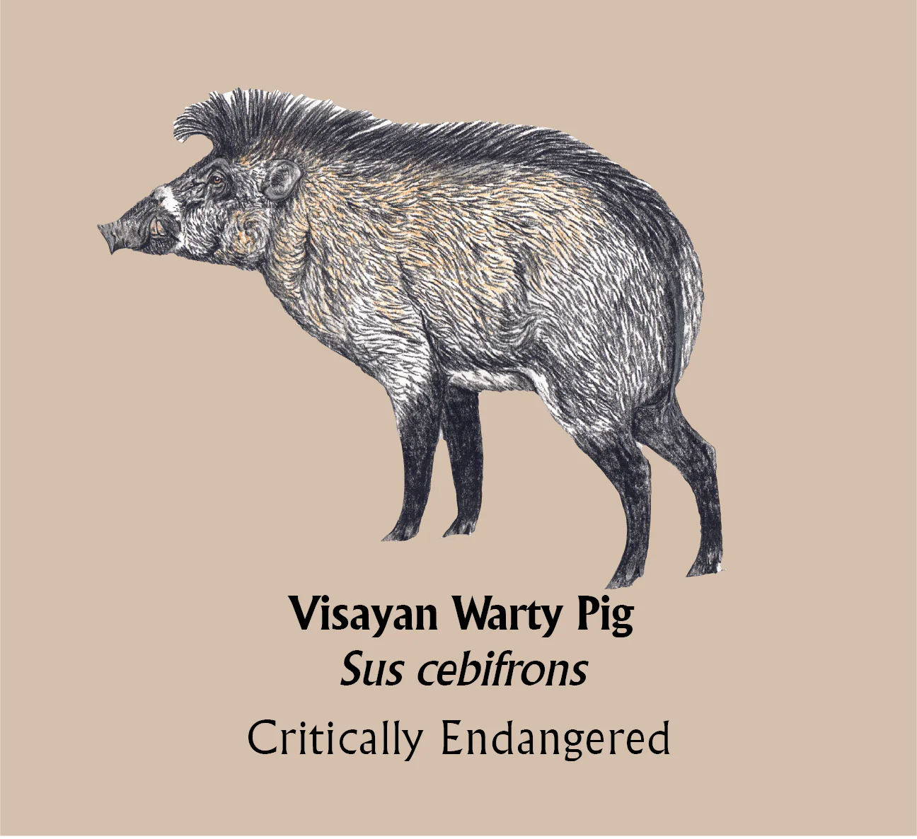 Visayan Warty Pig T-Shirt