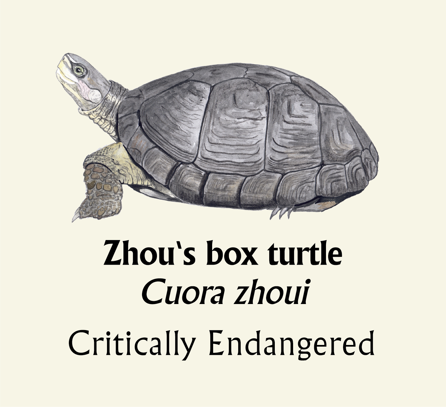 Zhou's box turtle T-Shirt