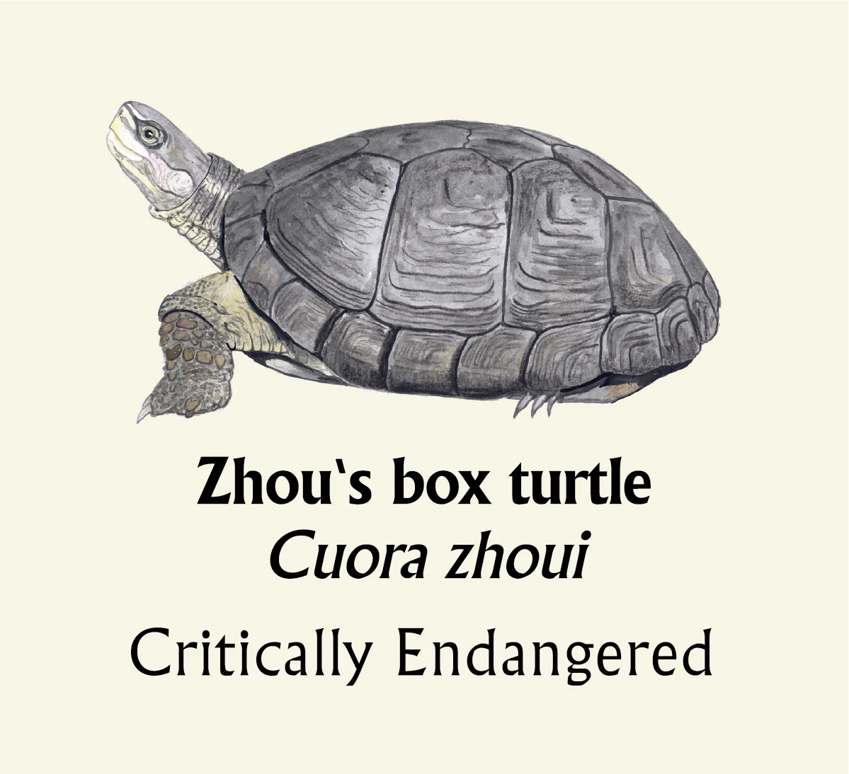 Zhou's box turtle T-Shirt